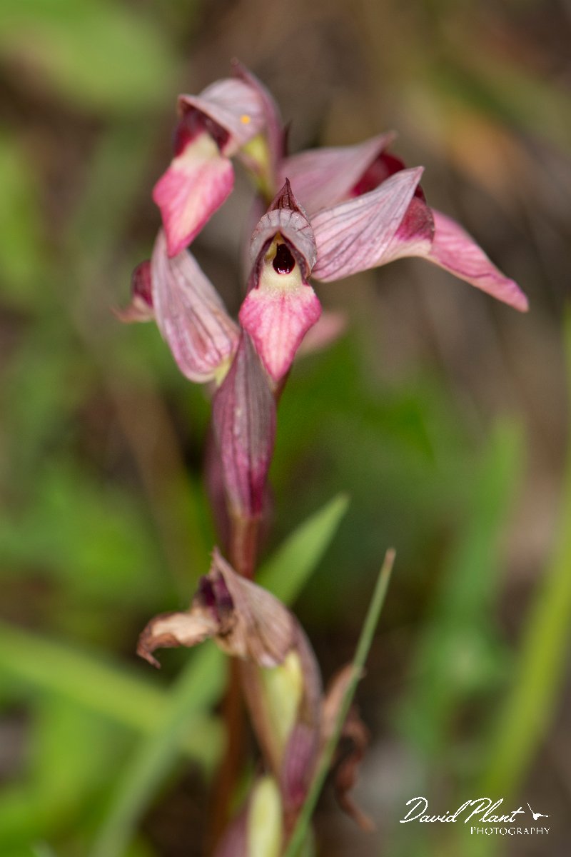 DPPhotography - Corsica - Tongue orchid - B.jpg - Serapias lingua, Common tongue orchid  - Verghello Valley, Corsica