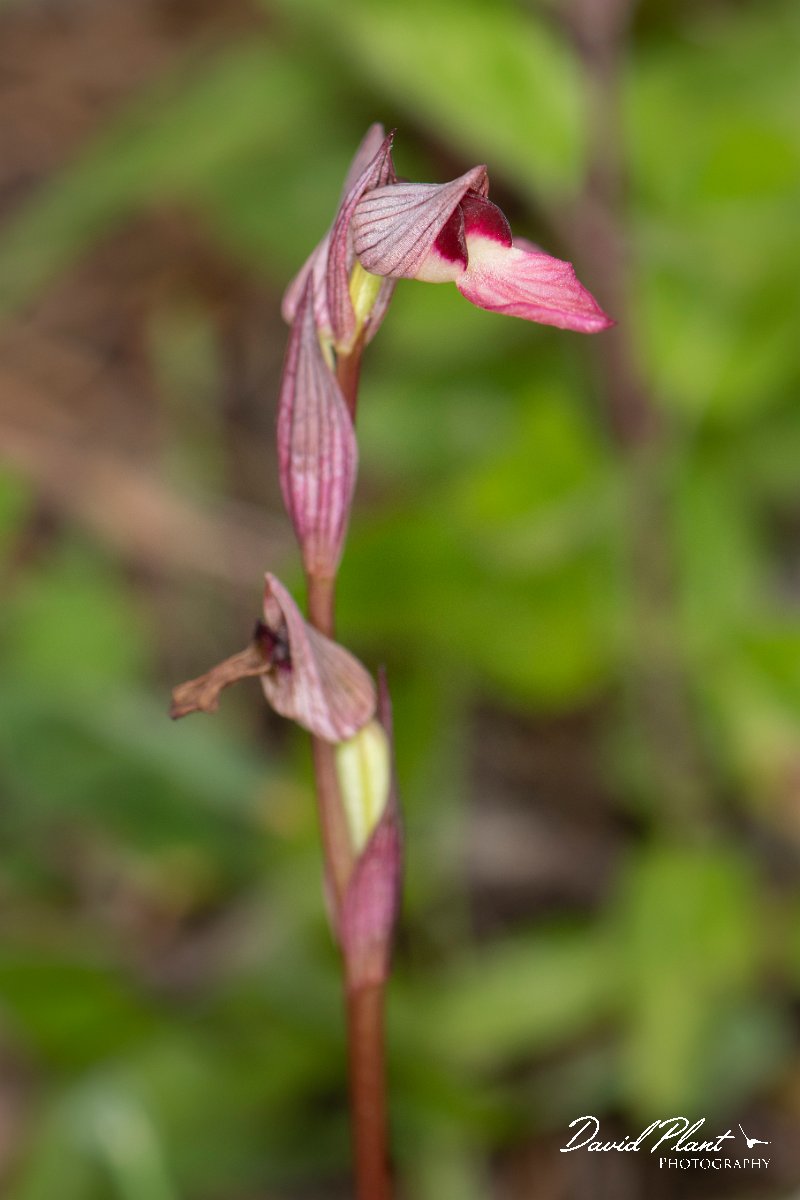 DPPhotography - Corsica - Tongue orchid - C.jpg - Serapias lingua, Common tongue orchid  - Verghello Valley, Corsica