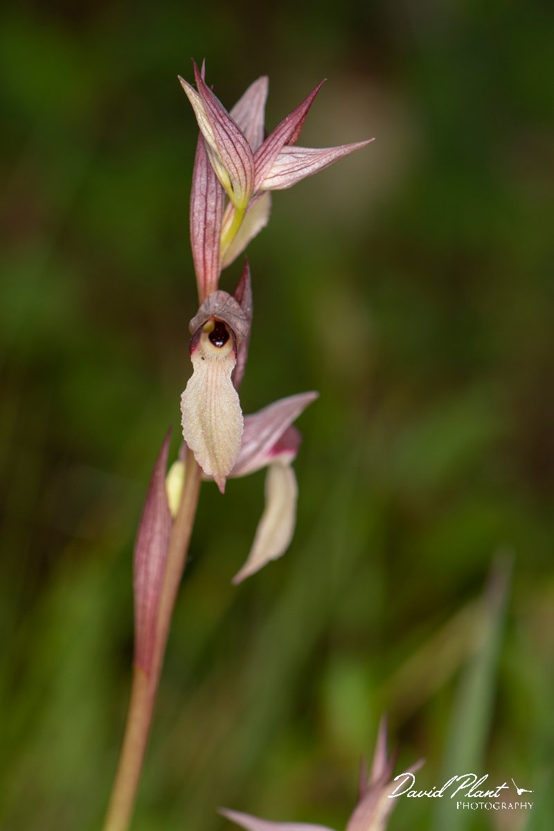 DPPhotography - Corsica - Tongue orchid - D.jpg - Serapias lingua, Common tongue orchid  - Verghello Valley, Corsica