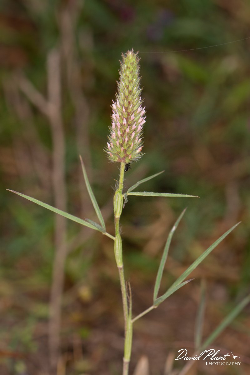 DPPhotography - Corsica - Trifolium angustifolium - A.jpg - Trifolium angustifolium - Tour de Diana, Etand de Diane, Corsica