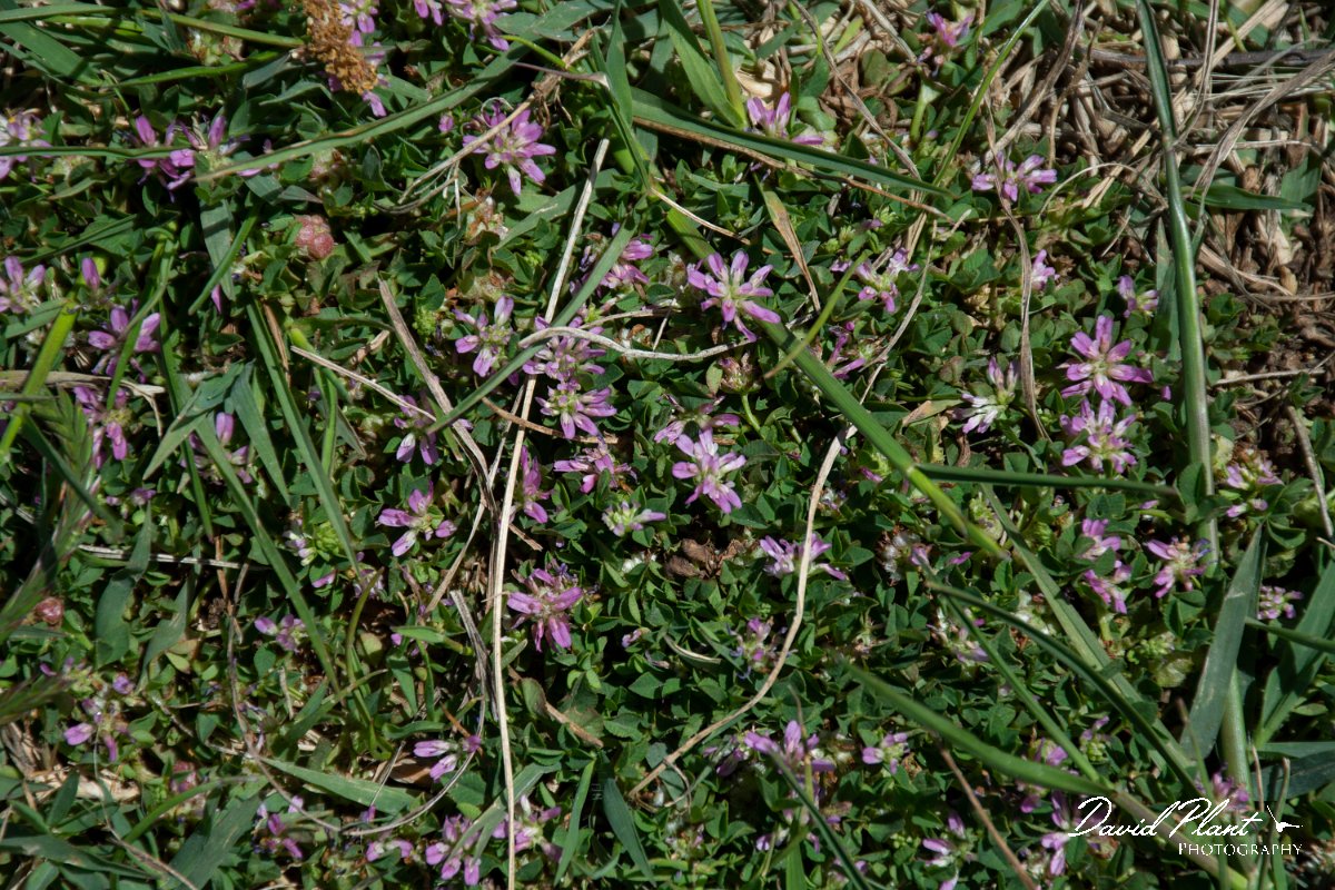 DPPhotography - Corsica - Trifolium tomentosum - A.jpg - Trifolium tomentosum - Route de l'Etang, Lake Biguglia, Corsica