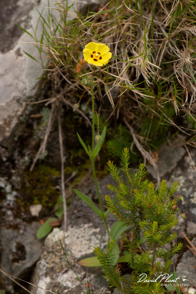DPPhotography - Corsica - Tuberaria guttata - A.jpg - Tuberaria guttata - Verghello Valley, Corsica