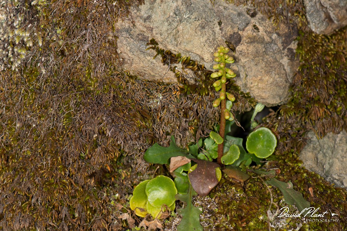 DPPhotography - Corsica - Umbilicus rupestris - A.jpg - Umbilicus rupestris - Col d'Erbajo, Corsica