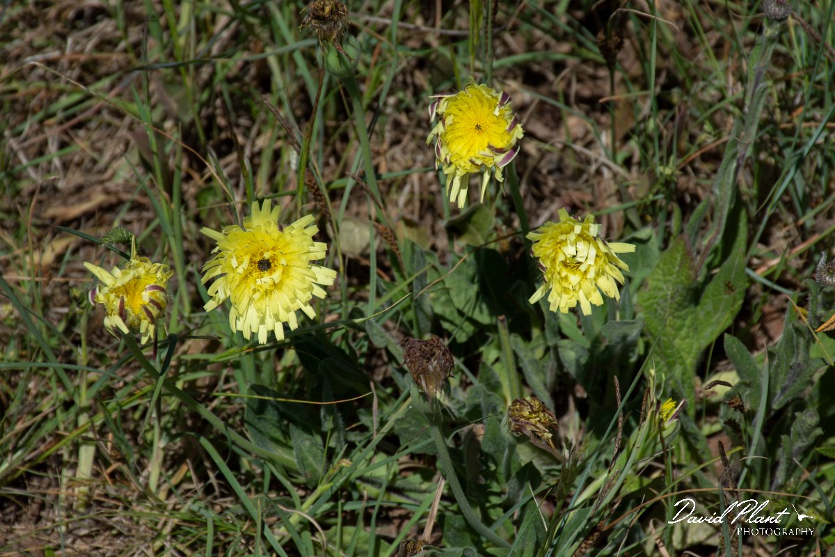 DPPhotography - Corsica - Urospermum dalechampii - A.jpg - Urospermum dalechampii - Route de l'Etang, Lake Biguglia, Corsica