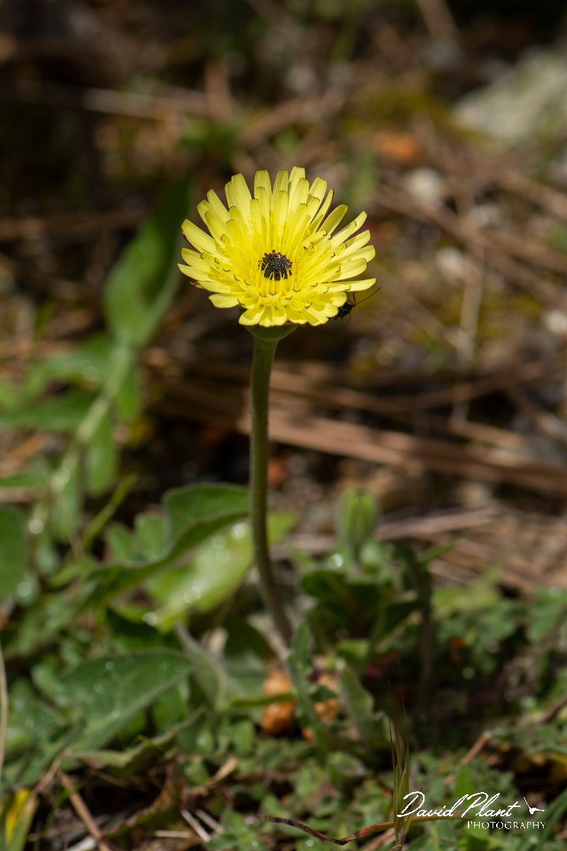 DPPhotography - Corsica - Urospermum dalechampii - B.jpg - Urospermum dalechampii - Verghello Valley, Corsica