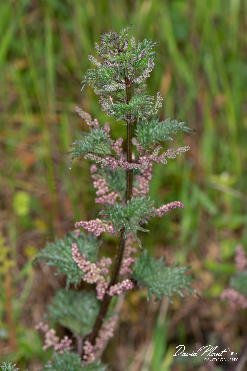DPPhotography - Corsica - Urtica atrovirens - A.jpg - Urtica atrovirens - Verghello Valley, Corsica