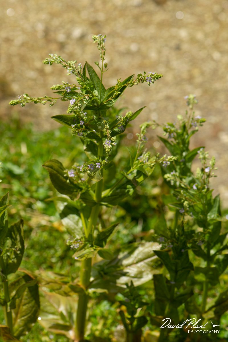 DPPhotography - Corsica - Veronica anagallis-aquatica - B.jpg - Veronica anagallis-aquatica - Verghello Valley, Corsica