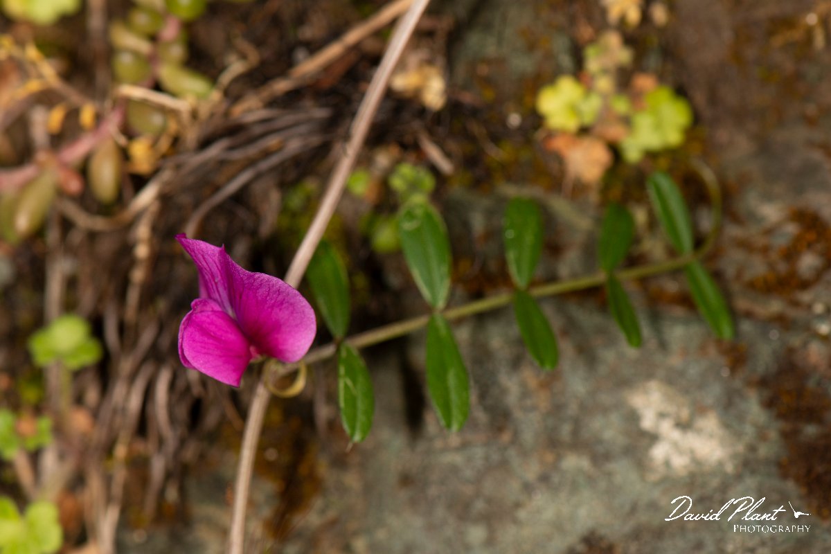 DPPhotography - Corsica - Vicia angustifolia - A.jpg - Vicia angustifolia - Col d'Erbajo, Corsica