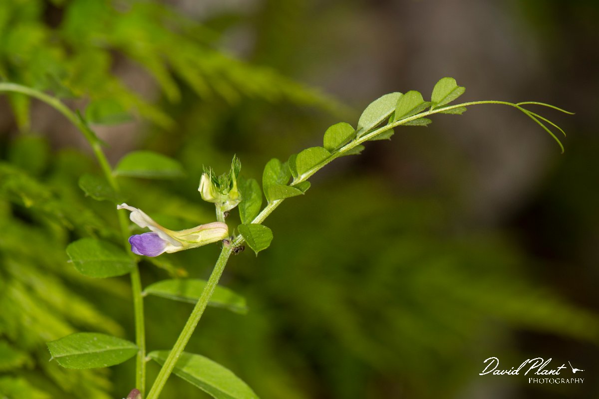 DPPhotography - Corsica - Vicia barbazitae - A.jpg - Vicia barbazitae - Verghello Valley, Corsica