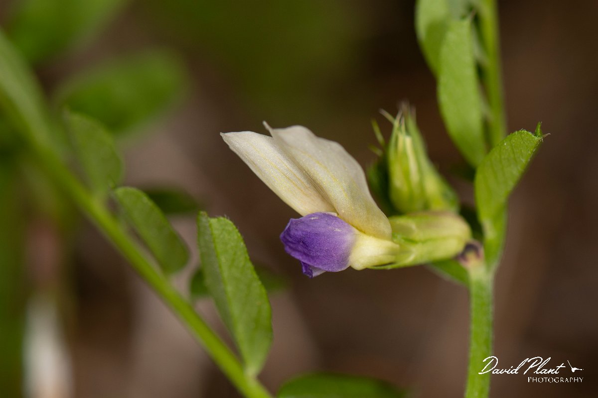 DPPhotography - Corsica - Vicia barbazitae - B.jpg - Vicia barbazitae - Verghello Valley, Corsica