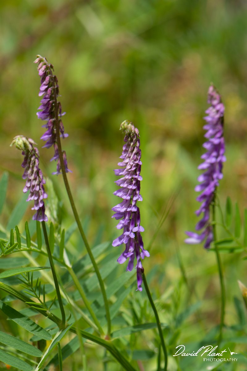 DPPhotography - Corsica - Vicia cracca - A.jpg - Vicia cracca - Verghello Valley, Corsica
