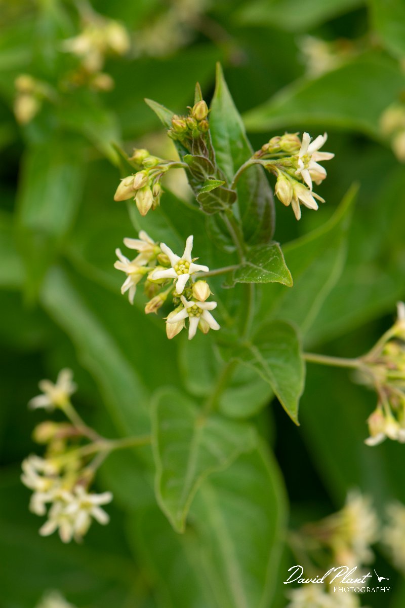 DPPhotography - Corsica - Vincetoxicum hirundinaria - A.jpg - Vincetoxicum hirundinaria - Verghello Valley, Corsica