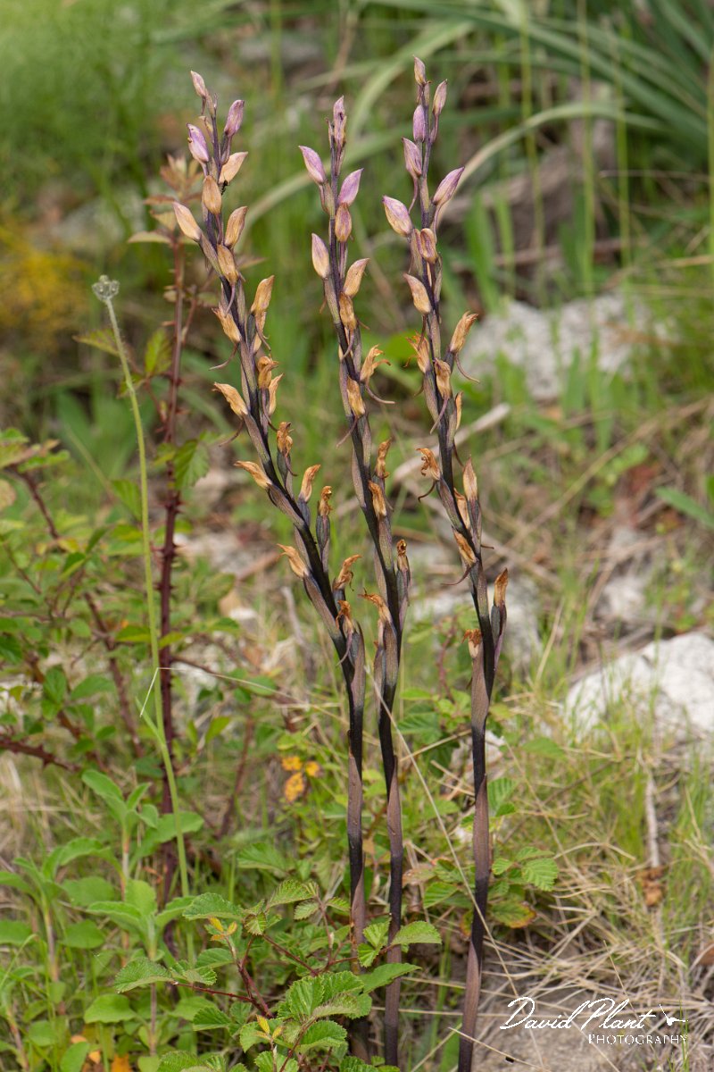 DPPhotography - Corsica - Violet limodore - A.jpg - Limodorum abortivum,  Violet limodore - Verghello Valley, Corsica