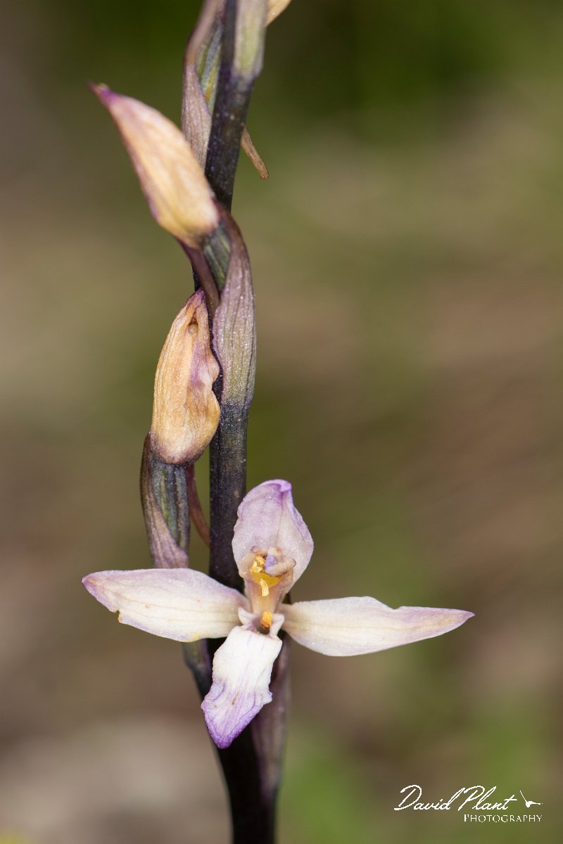 DPPhotography - Corsica - Violet limodore - B.jpg - Limodorum abortivum,  Violet limodore - Verghello Valley, Corsica