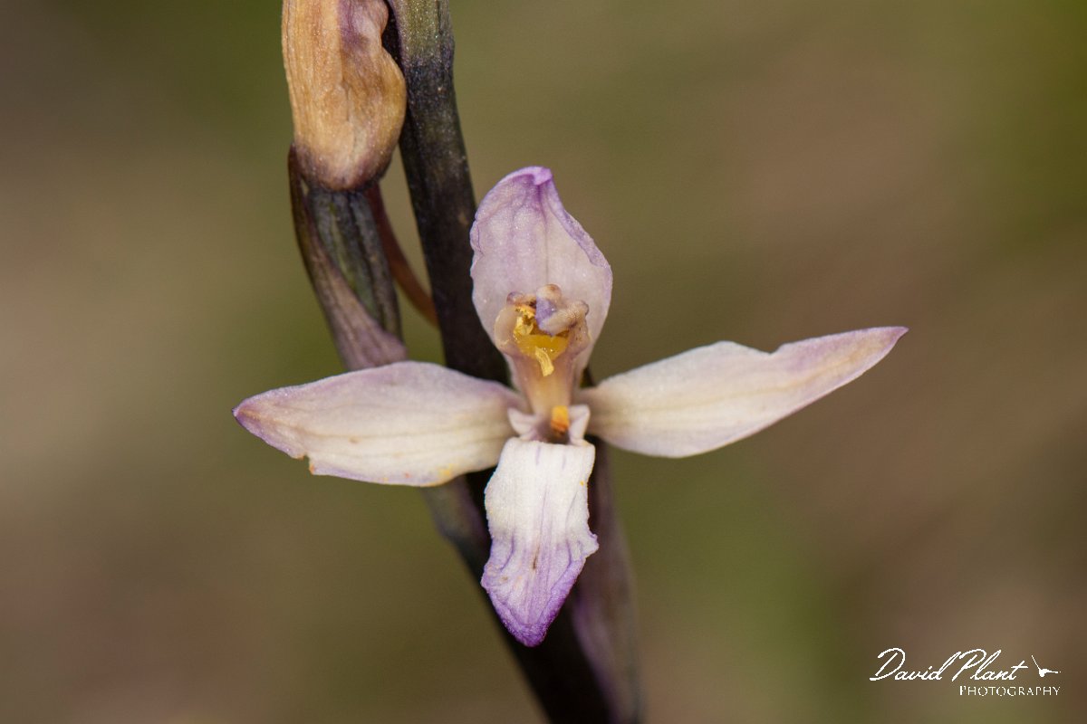 DPPhotography - Corsica - Violet limodore - C.jpg - Limodorum abortivum,  Violet limodore - Verghello Valley, Corsica