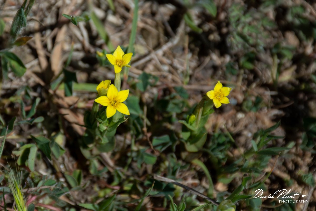 DPPhotography - Corsica - Yellow centuary, Centaurium maritimum - A.jpg - Centaurium maritimum, Yellow centuary - Route de l'Etang, Lake Biguglia, Corsica