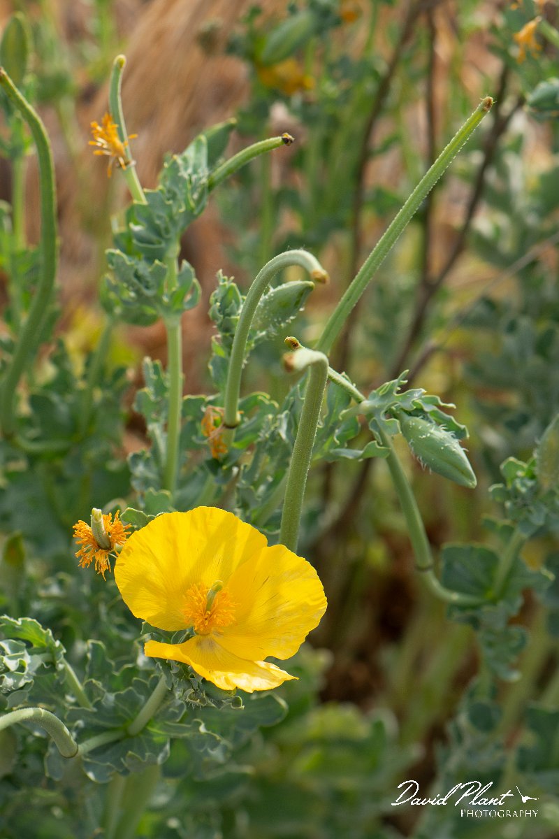DPPhotography - Corsica - Yellow horned poppy - B.jpg - Glaucium flavum, Yellow horned poppy - Marina d'Oru beach, Corsica