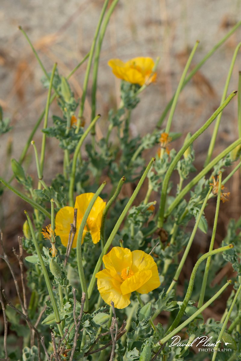 DPPhotography - Corsica - Yellow horned poppy - C.jpg - Glaucium flavum, Yellow horned poppy - Marina d'Oru beach, Corsica