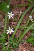 DPPhotography - Corsica - Allium pendulinum - A