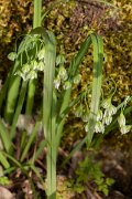 DPPhotography - Corsica - Allium pendulinum - C