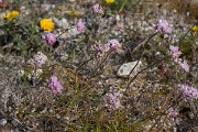 DPPhotography - Corsica - Allium roseum - A