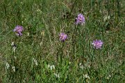 DPPhotography - Corsica - Allium roseum - B