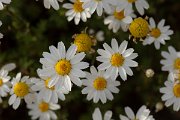DPPhotography - Corsica - Anthemis maritima - C