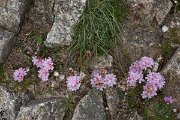 DPPhotography - Corsica - Armeria multiceps - A
