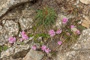 DPPhotography - Corsica - Armeria multiceps - B