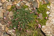 DPPhotography - Corsica - Armeria multiceps - C