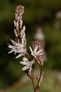 DPPhotography - Corsica - Asphodelus ramosus - A