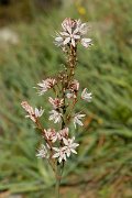 DPPhotography - Corsica - Asphodelus ramosus - B