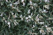 DPPhotography - Corsica - Astragalus sirinicus - A