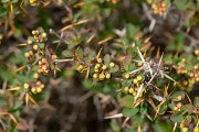 DPPhotography - Corsica - Berberis aetnensis - A