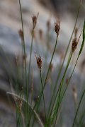 DPPhotography - Corsica - Black bog-rush, Schoenus nigricans - A