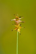 DPPhotography - Corsica - Carex echinata - A
