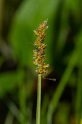 DPPhotography - Corsica - Carex otrubae - A