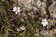DPPhotography - Corsica - Cerastium stenopetalum - A
