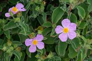 DPPhotography - Corsica - Cistus creticus - A