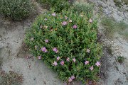 DPPhotography - Corsica - Cistus creticus - B