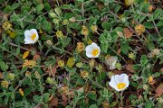 DPPhotography - Corsica - Cistus salviifolius - A