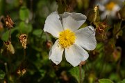 DPPhotography - Corsica - Cistus salviifolius - B