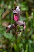 DPPhotography - Corsica - Common tongue orchid, Serapias lingua - A
