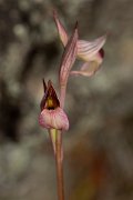 DPPhotography - Corsica - Common tongue orchid, Serapias lingua - C