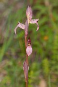 DPPhotography - Corsica - Common tongue orchid, Serapias lingua - D