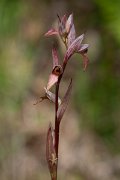 DPPhotography - Corsica - Common tongue orchid, Serapias lingua - F