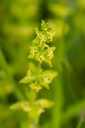 DPPhotography - Corsica - Cruciata glabra - A