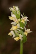 DPPhotography - Corsica - Dactylorhiza insularis - E