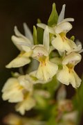 DPPhotography - Corsica - Dactylorhiza insularis - G