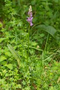 DPPhotography - Corsica - Dactylorhiza saccifera - C
